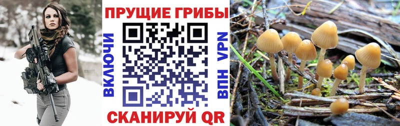 Галлюциногенные грибы MAGIC MUSHROOMS  Химки 